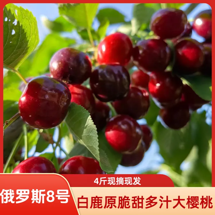【京东空运】西安白鹿原现摘现发新鲜脆甜大樱桃-4斤