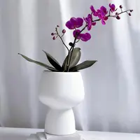 【蝴蝶兰】满堂红2枝花 带花带苞 室内高端花卉