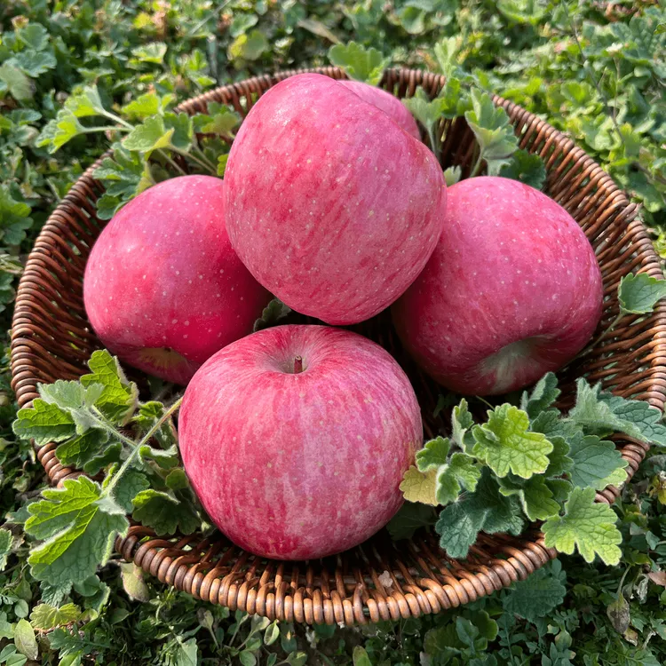 2025新果正宗陕西洛川红富士苹果带箱5/10斤应季新鲜水果脆甜多汁