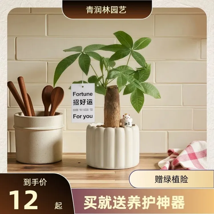 新年发财树桌面盆栽招财办公室绿植四季常青好养不用总浇水