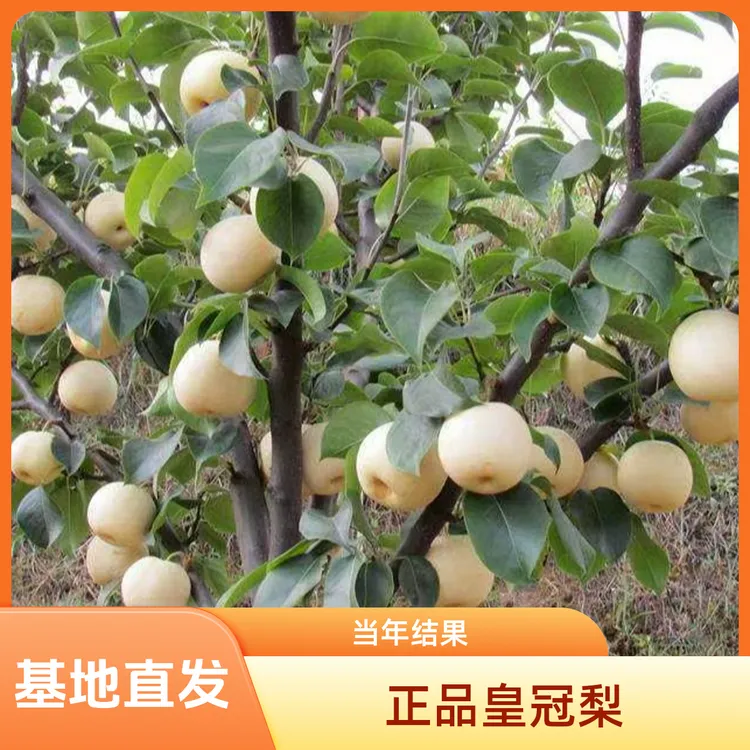皇冠梨果树梨子脆甜多汁南北方均可种庭院盆栽山海均可