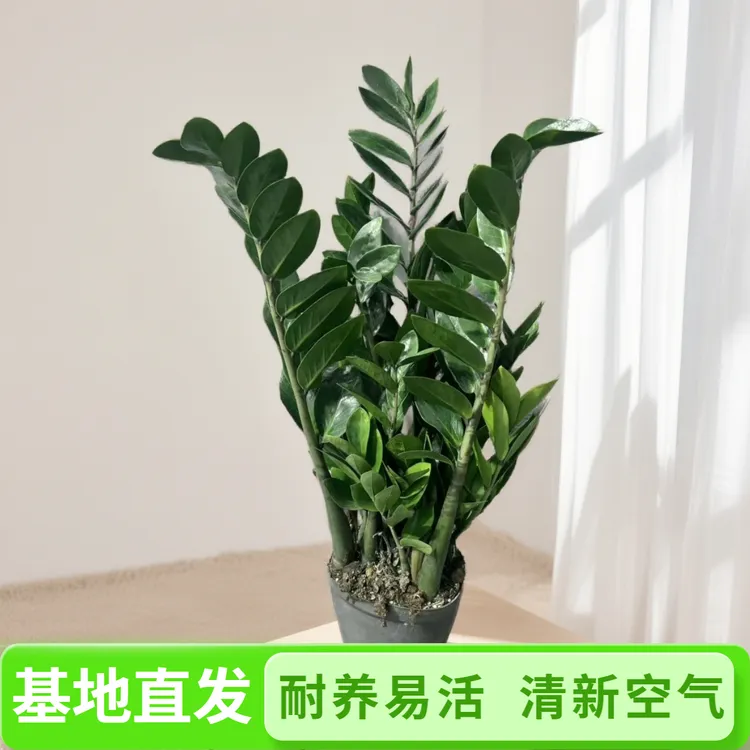 （80CM左右高度）基地优选金钱树盆栽客厅大型绿植办公净化空气