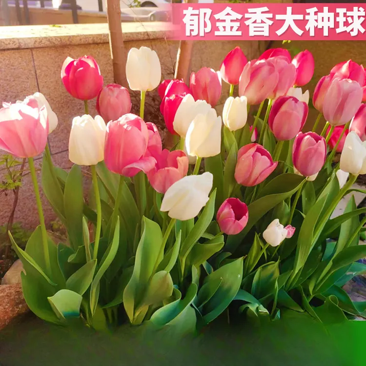 【弘远】多年生郁金香种子土培水培室内外种植耐寒易万年红对