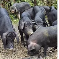 贵州现宰现称跑山猪黑猪土猪肉一物一拍