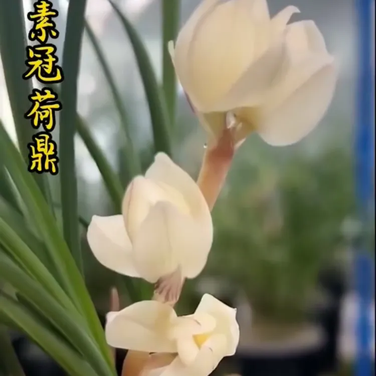 莲瓣兰素冠荷鼎带花苞浓香兰花苗客厅阳台绿植花卉盆栽植物好养