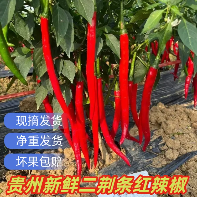 新鲜现摘二荆条红辣椒线椒菜椒新鲜长尖椒多种辣椒糟辣椒剁椒专用