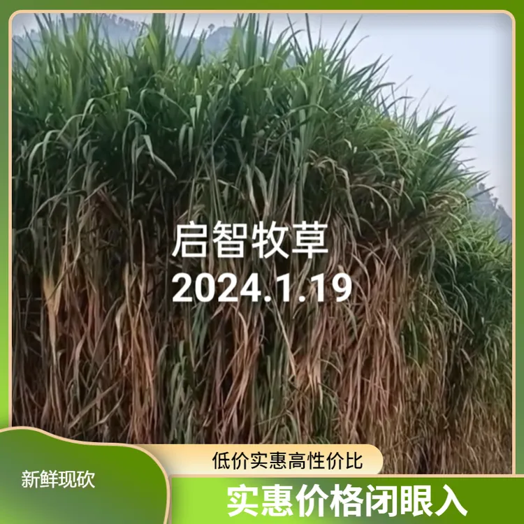 高产量新型皇竹草巨菌草多年生王草四季牧草种子