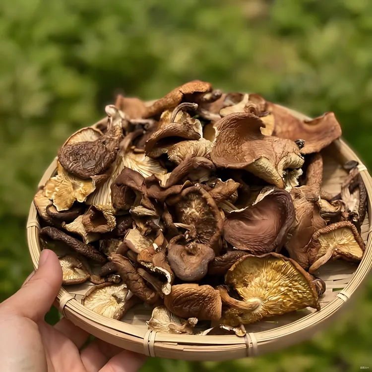 【云南荒野香菌】大表锅精选、无量山干货炖汤煮鸡飘香四溢