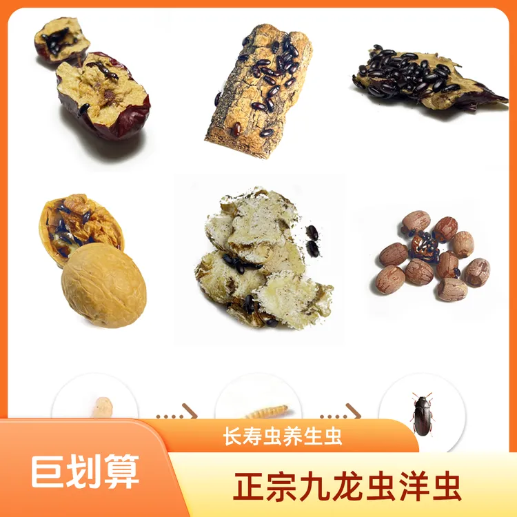 包活1200只活体九龙虫长寿虫洋虫宠物虫药材养喂活虫含繁殖食材