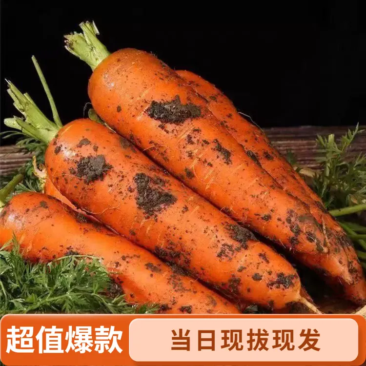 【绿色现挖】河南沙地胡萝卜新鲜现挖农家自种胡萝卜红萝卜拇指萝卜