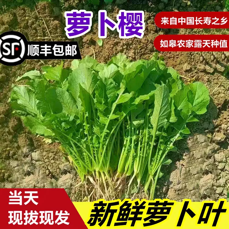 顺丰 如皋农家露天自种新鲜萝卜菜小萝卜缨子五行汤原料萝卜叶子