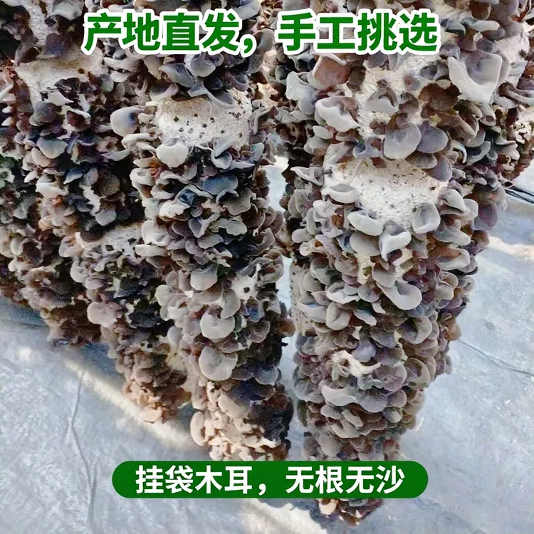 东北绥阳山区黑木耳农家自产黑木耳肉厚无根无添加五增重
