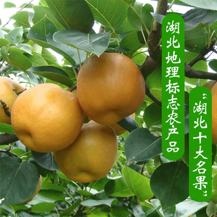 黄花梨新鲜水果枝江百里洲砂梨翠冠梨当季整箱礼盒装9斤5斤梨子