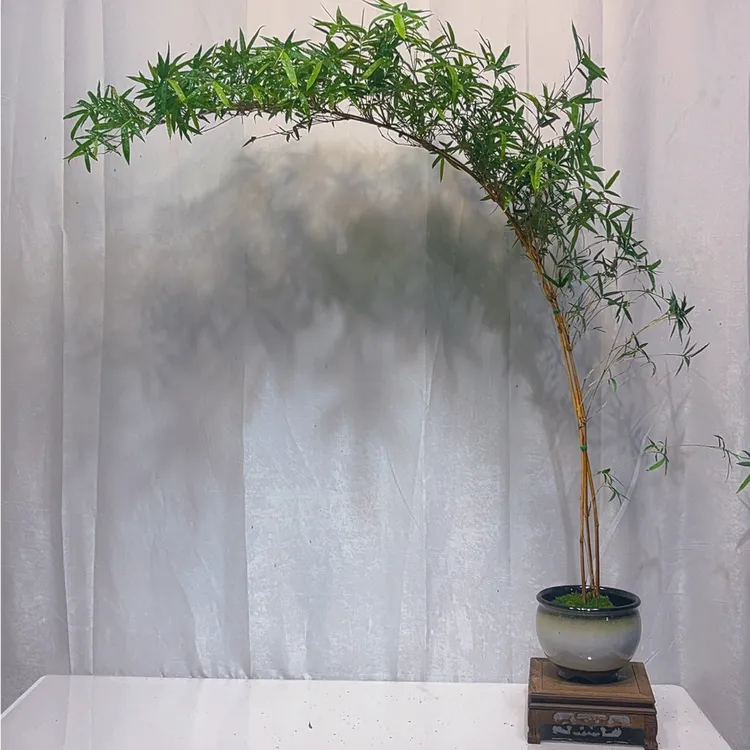 红观音竹室内观赏绿植高飘枝意境盆栽意境水培苔藓球大茶室摆件