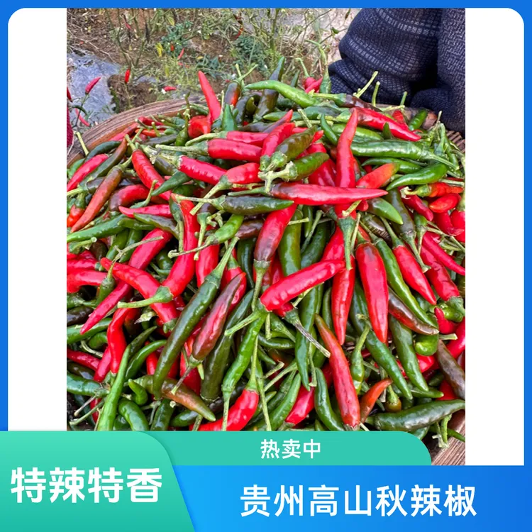 贵州高山秋辣椒 特香特辣 新鲜现摘产地直发