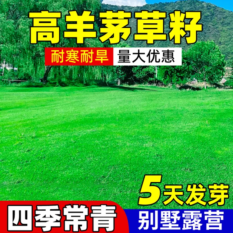 四季常青草坪草籽狗牙根黑麦草高羊茅早熟禾护坡固土工程快速绿化