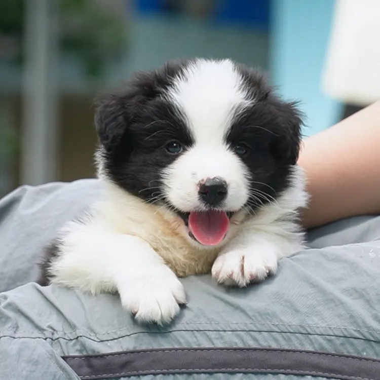 0607拍摄14号黑白边牧狗狗幼犬弟弟①6.12