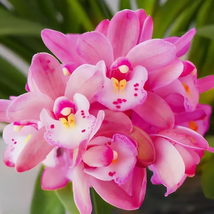 【变色龙3-5花剑】四季兰浓香好养室内外高端精品绿植花卉盆栽