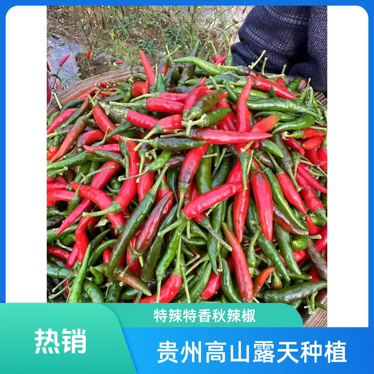 贵州高山新鲜现摘特辣特香（秋辣椒）露天种植 产地直发