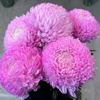 粉色系牡丹菊  5支1扎 全场任意两单以上包邮 损坏10%不售后