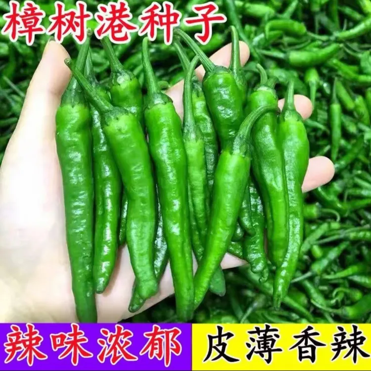 【樟树港辣椒种子】家庭阳台小院盆栽地栽四季种植