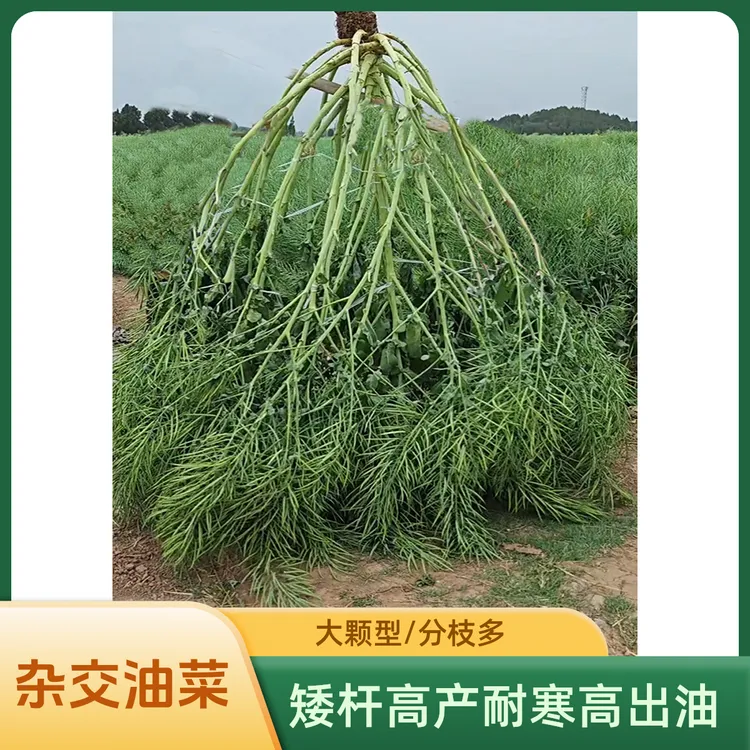 油菜种子华油999华油777抗病矮杆高产抗倒伏高出油春秋季种植抗寒