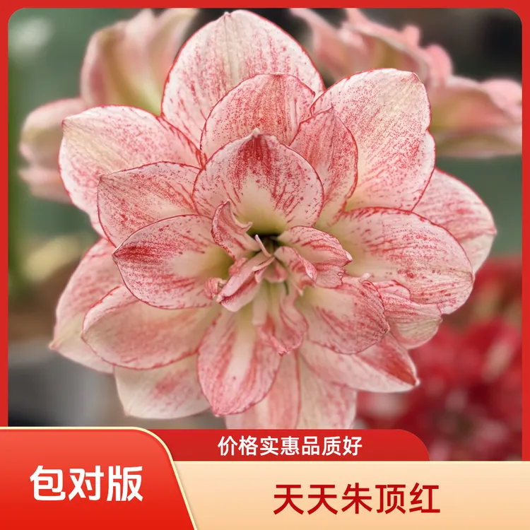 包对版（丽朵香妃）台湾朱顶红国产基地球朱顶红种球