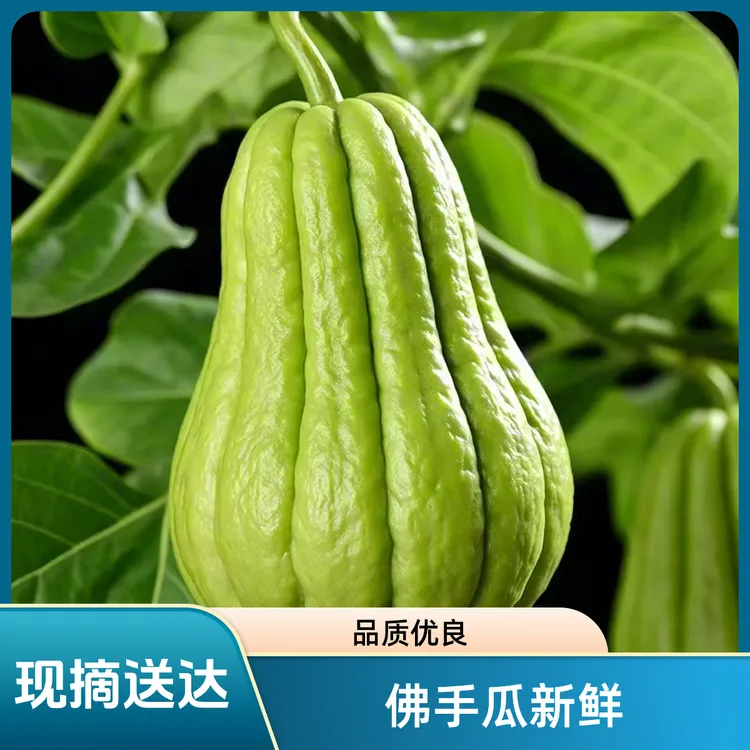 贵阳市薄皮佛手瓜新鲜现摘丰收洋瓜蔬菜洋瓜农家