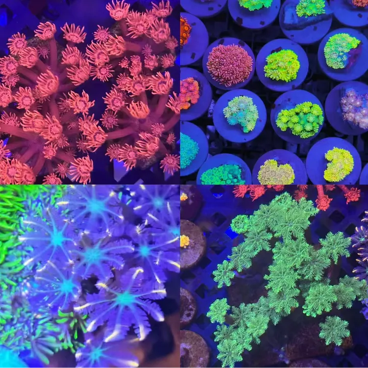 「新奇萌宠」海缸水草虫黄藻水螅体（直播间一物一拍）海葵草皮花类