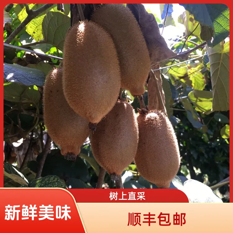 湖南湘西凤凰古城奇异果香翠猕猴桃顺丰包邮