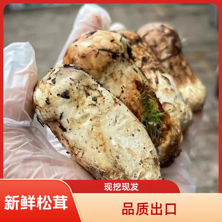新鲜松茸四川甘孜雅江阿坝小金及云南香格里拉新鲜出口级松茸