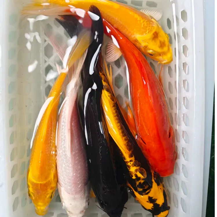 （随机六条）红黄黑白德系搭配15 - 18cm锦鲤冷水观赏鱼