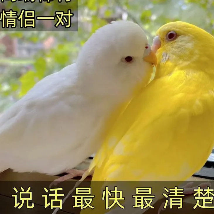 纯手养会说话特色大头虎皮鹦鹉活体鸟宠物小型好玄凤牡丹一对幼雏