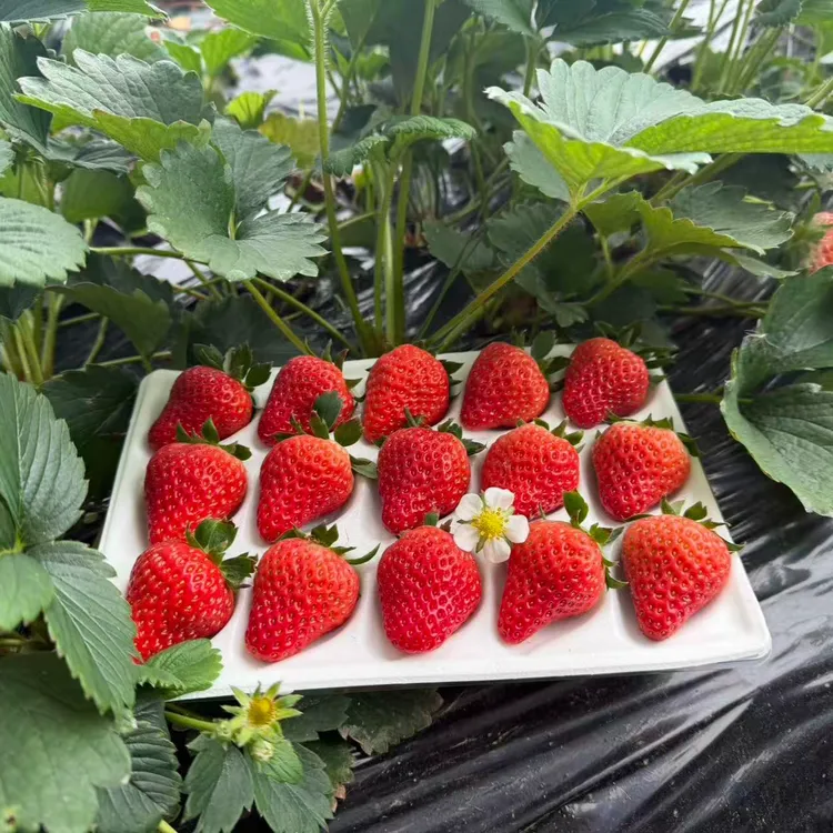 【丹东草莓】正宗丹东东港99草莓丹东直发红颜牛奶孕妇可吃空运包邮
