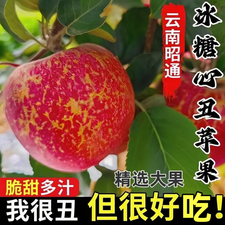 正宗云南昭通冰糖心红富士丑苹果新鲜水果5/10斤整件包邮