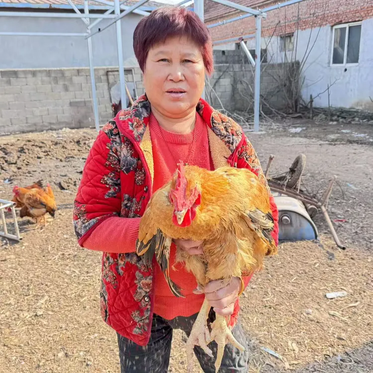 新鲜现杀散养农家大公鸡