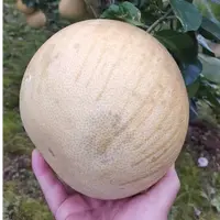 【土家康康专属】湖北恩施白柚香甜多汁现摘现发