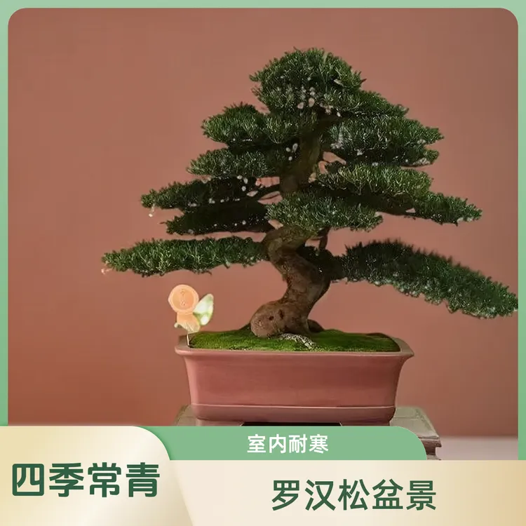松柏罗汉松大型老桩红芽招财珍珠四季庭院室内罗汉松大盆景树老桩