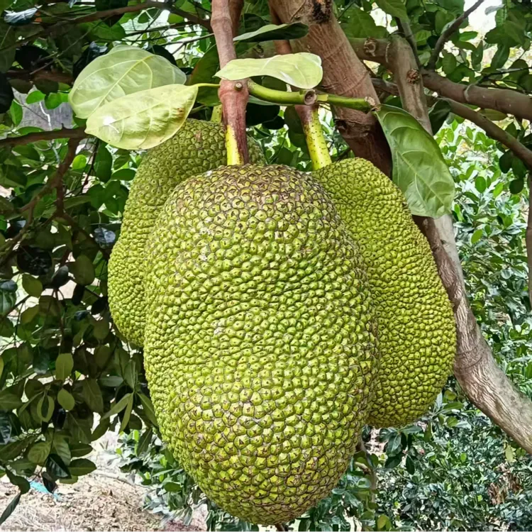 正品泰8菠萝蜜新鲜水果包邮一整个当季水果整箱原产地直发