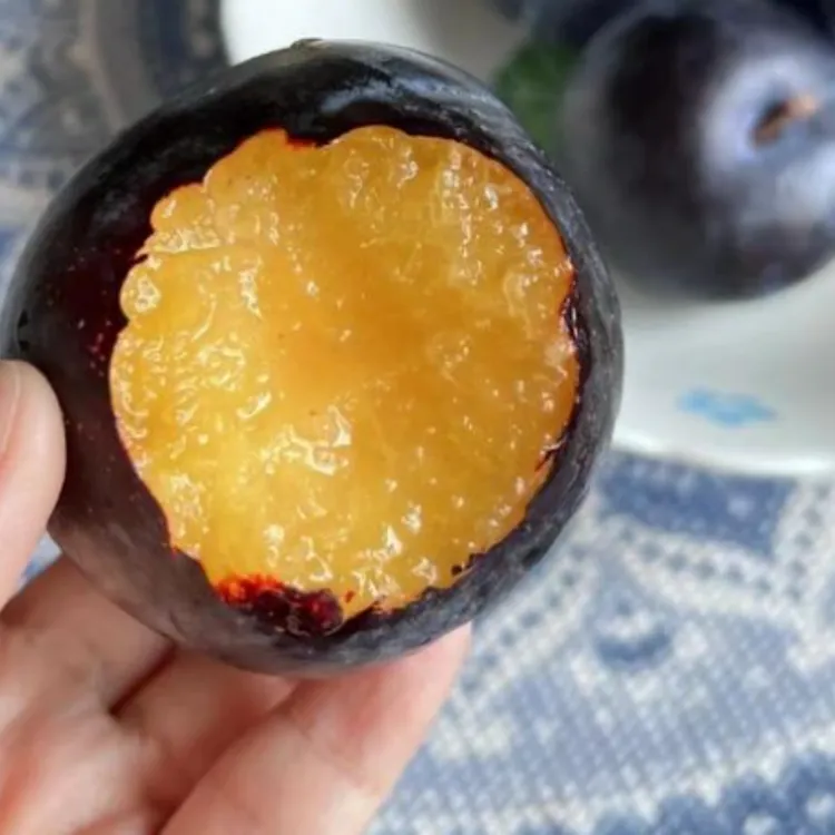 3年苗买一送一 李子树苗嫁接大果黑霸王李子树苗南北方盆栽地栽