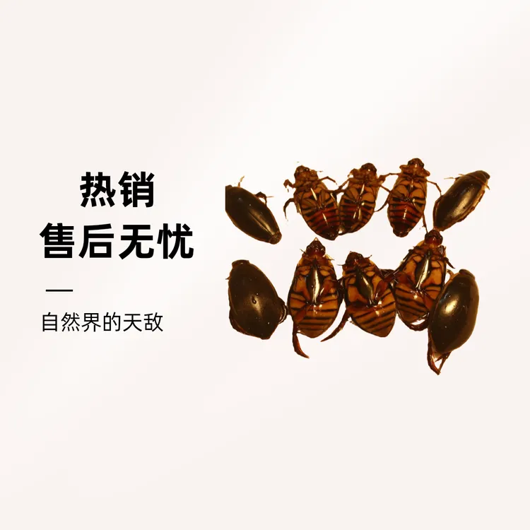 东北冷水河鲜活体金边龙虱黑龙江产区直发顺丰包邮