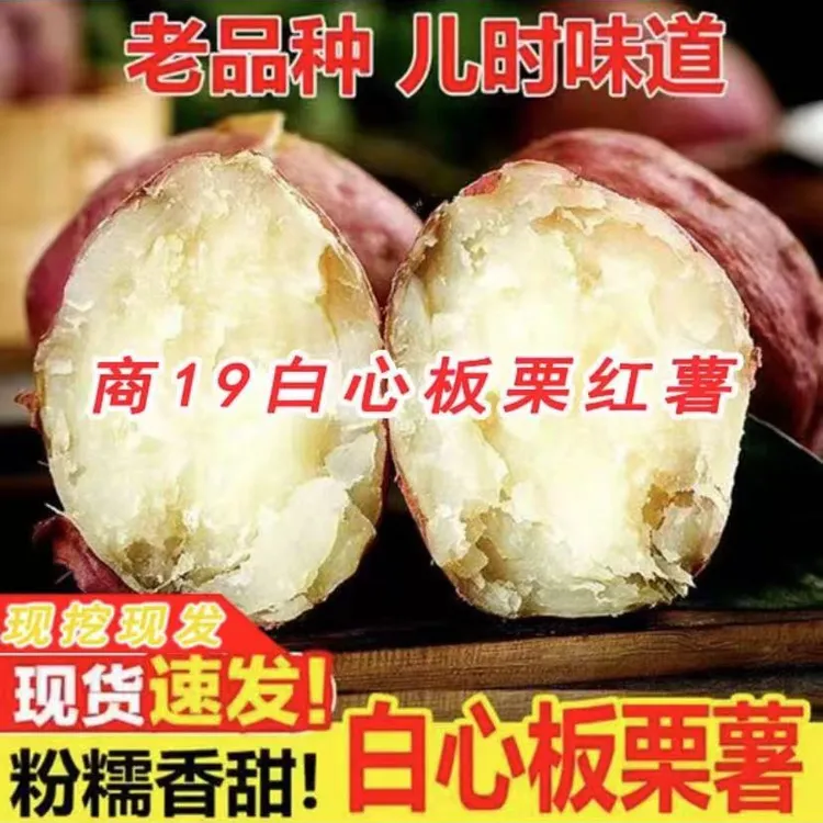 新鲜现挖沙土地红皮白心板栗红薯粉糯香甜老品种