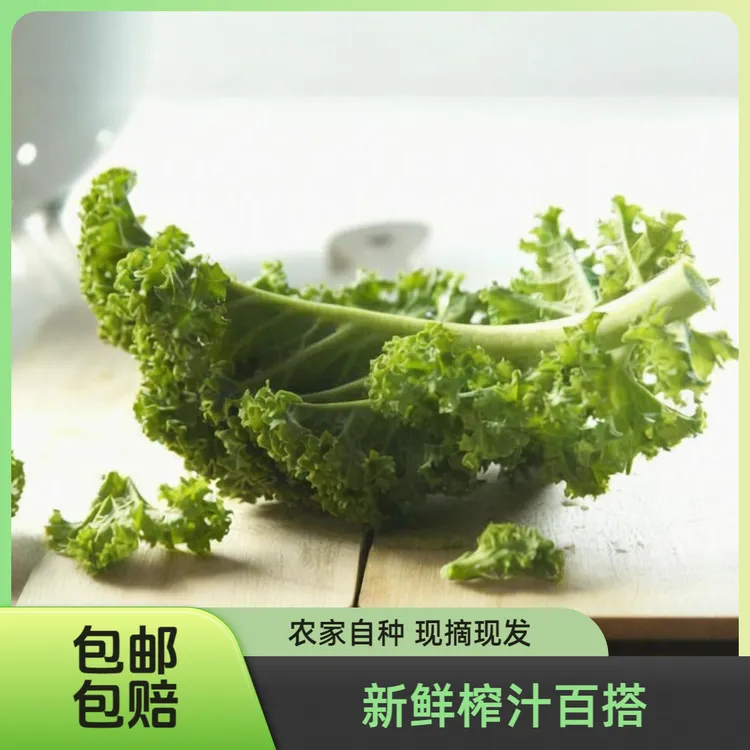 新鲜羽衣甘蓝百搭榨汁健身瘦身沙拉云南农家自种现摘现发新鲜蔬菜