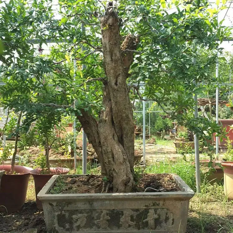 石榴盆景绿植花卉100-300
