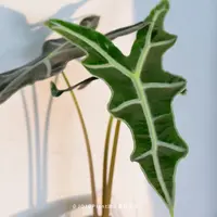【TK】诺比海芋 奇特鱼骨雨林耐阴热植盆栽 浇浇植物x图克