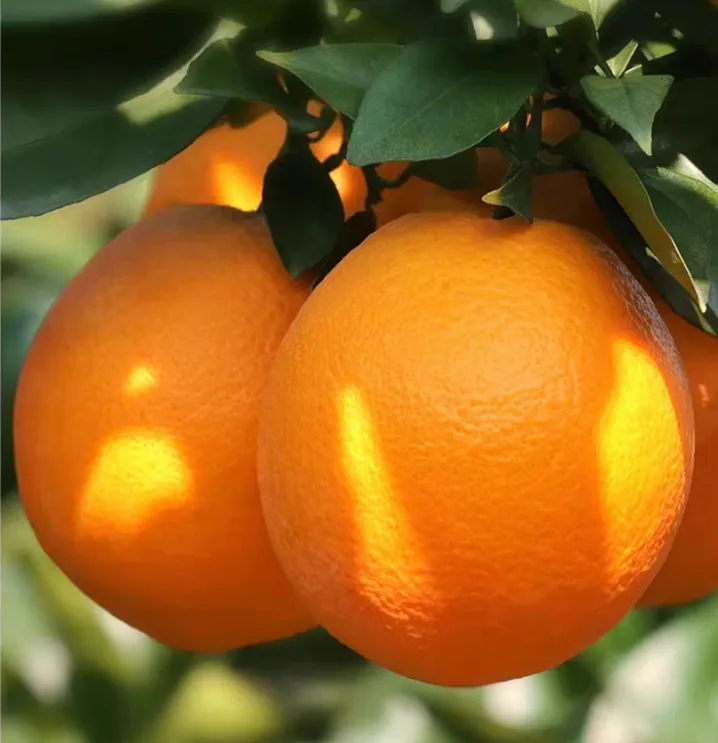 正宗江西赣南十斤脐橙现摘新鲜应季水果产地直发