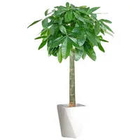 1.4-1.6米发财树绿植盆栽开业送礼乔迁新居好寓意净化空气除甲醛