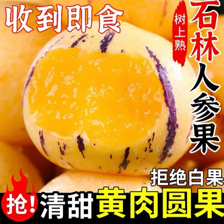 正宗云南石林人参果树上熟黄皮黄肉圆果清甜多汁新鲜应季水果