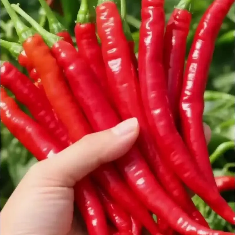 贵州新鲜现摘二荆条红辣椒可做剁椒辣椒酱