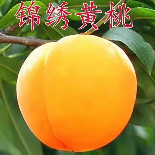 嫁接桃树苗 黄桃苗 奉贤锦绣黄桃树苗 南方北方种植果树苗